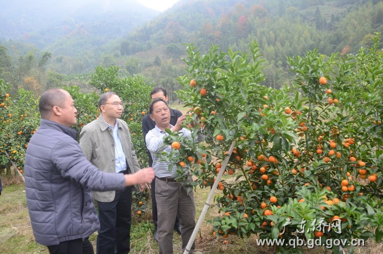 考察长江村沙糖桔种植园.jpg