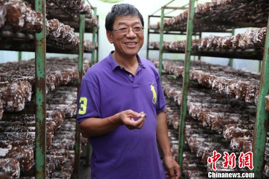 吴鹏辉对他种植的蘑菇如数家珍。　陶社兰 摄
