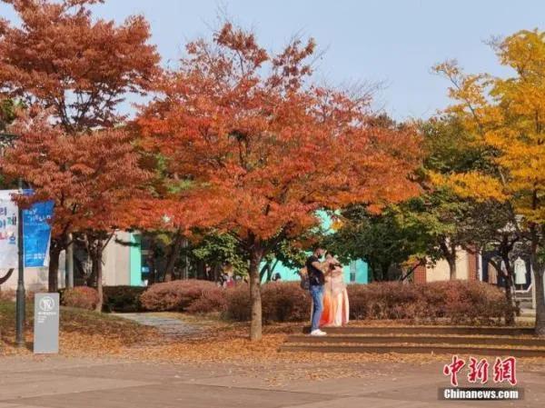 资料图：10月31日，身着韩服的市民在韩国首都首尔的国立民俗博物馆内欣赏秋景。 <a target='_blank' href='http://www.chinanews.com/'>中新社</a>记者 刘旭 摄