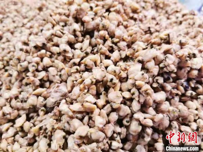 广东侨乡台山：青蟹饵料加工烹成美食口感鲜甜爽滑