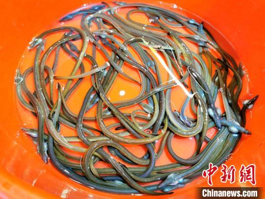 停止游动的血鳝两侧腮部会鼓起“小银袋” 李晓春 摄