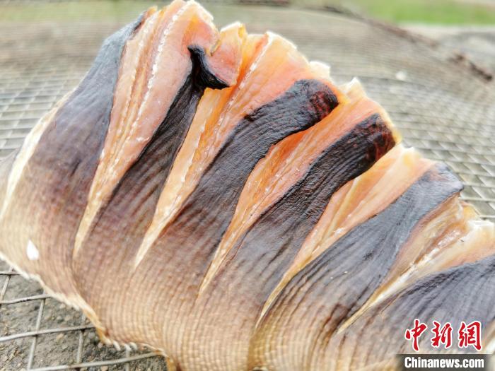 晒制中的浦鱼干 李晓春 摄