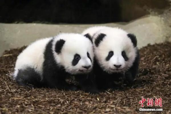旅法大熊猫双胞胎幼崽“欢黎黎”“圆嘟嘟”。 <a target='_blank' href='http://www.chinanews.com/'>中新社</a>发 法国博瓦勒动物园供图

