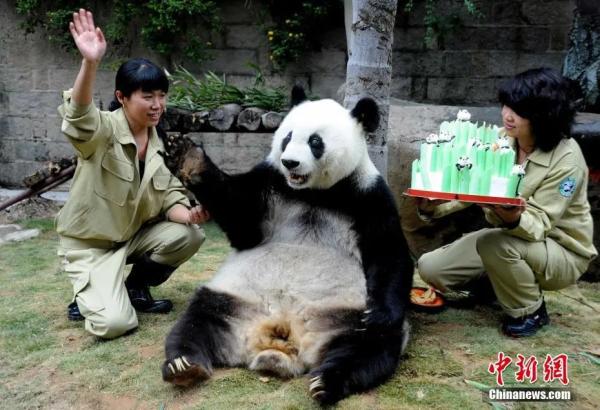 2010年11月，第十一届亚运会吉祥物“盼盼”的原型、明星大熊猫——“巴斯”在它30岁生日庆典上。<a target='_blank' href='http://www.chinanews.com/'>中新社</a>记者 刘可耕 摄