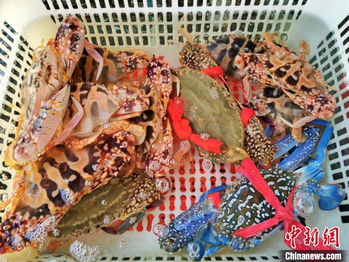 在台山，红花蟹和兰花蟹被统称为花蟹 李晓春 摄