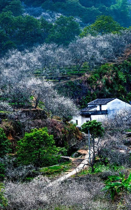 【岭南记忆】揭阳揭西:西坑香雪海,坪上绿云烟