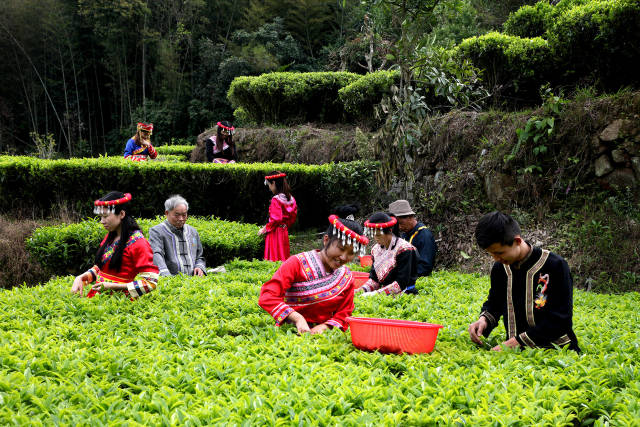 潮安区凤凰山，畲族村民边摘茶边唱畲歌。陈兴杰摄