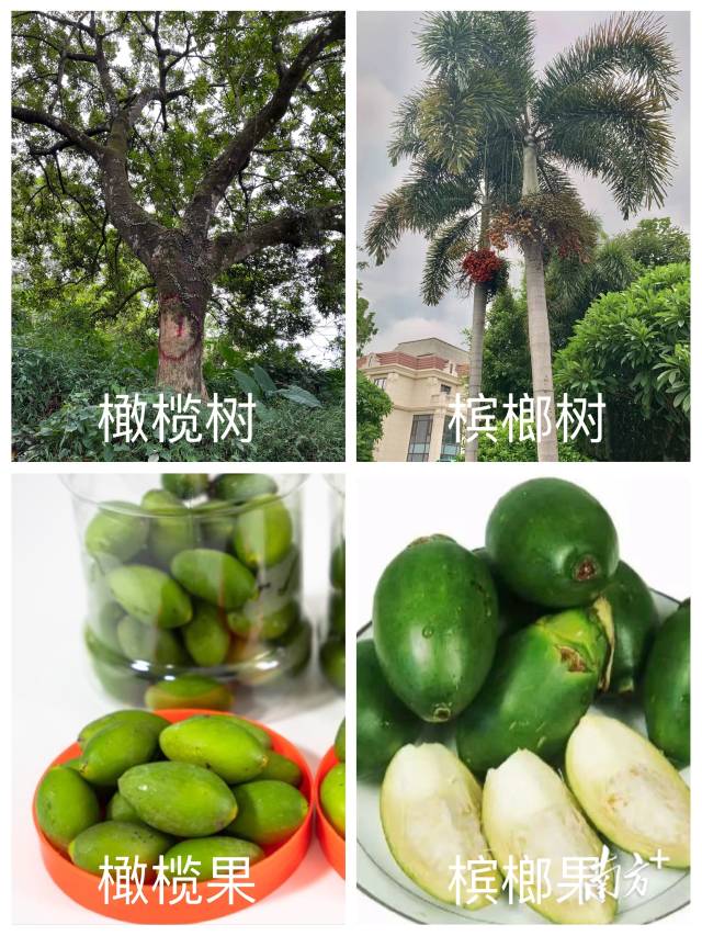 曾泽煌 制图