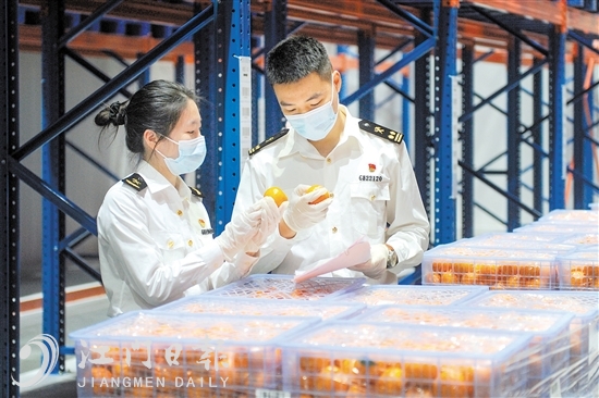 开平海关关员对出口沃柑开展现场监管。 开平海关关员对出口沃柑开展现场监管。