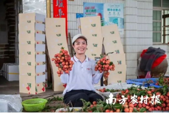 荔枝丰收，村民笑开颜。伍惠麟 摄