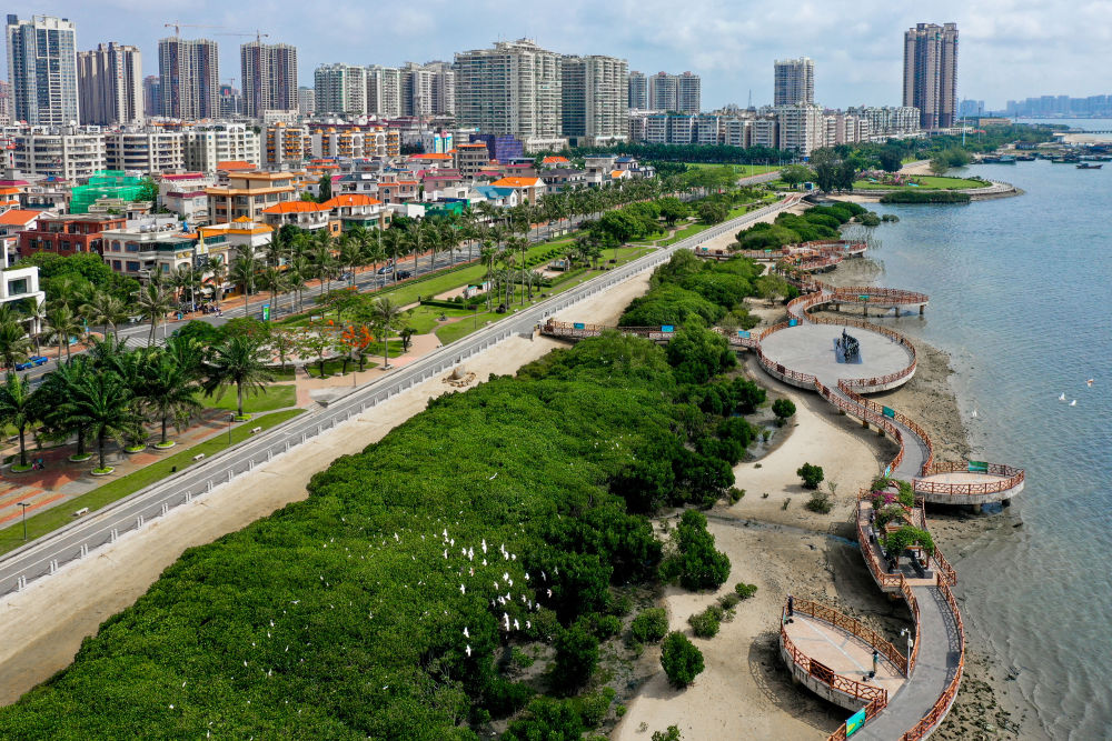 　　鹭鸟在湛江市霞山区观海长廊一带的红树林里栖息（5月25日摄，无人机照片）。新华社记者 刘大伟 摄