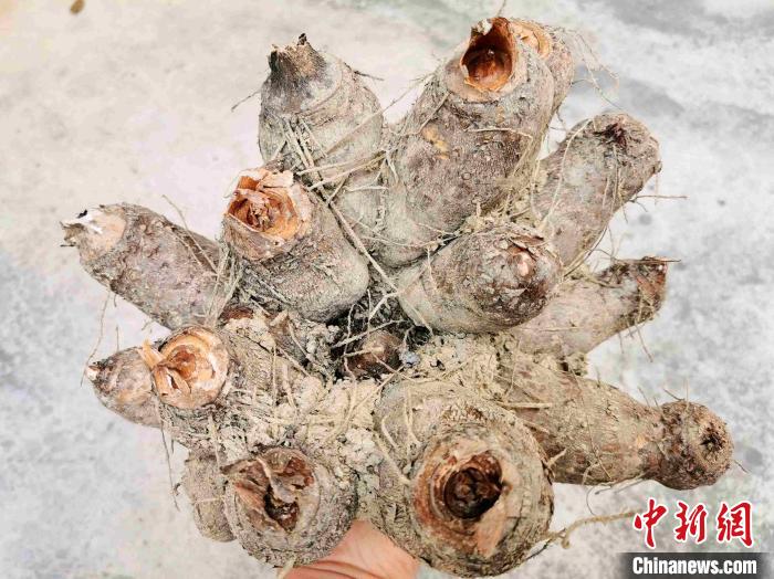广东侨乡台山"鸡爪芋"中的家乡味道