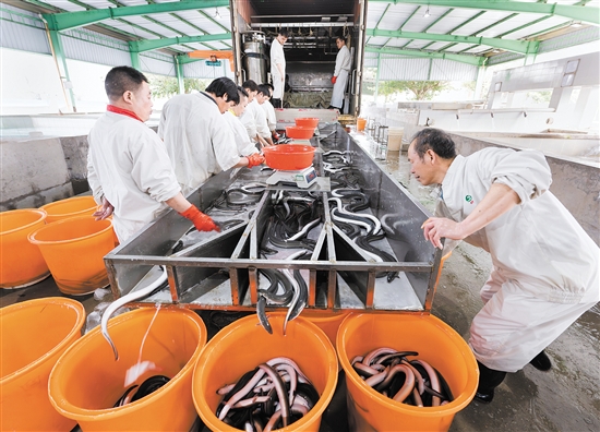 台山市鳗鱼产业园构建了饲料生产、鳗鱼养殖、烤鳗加工和鳗鱼出口“一条龙”式的鳗鱼产业链，活鳗年产量约50502吨。