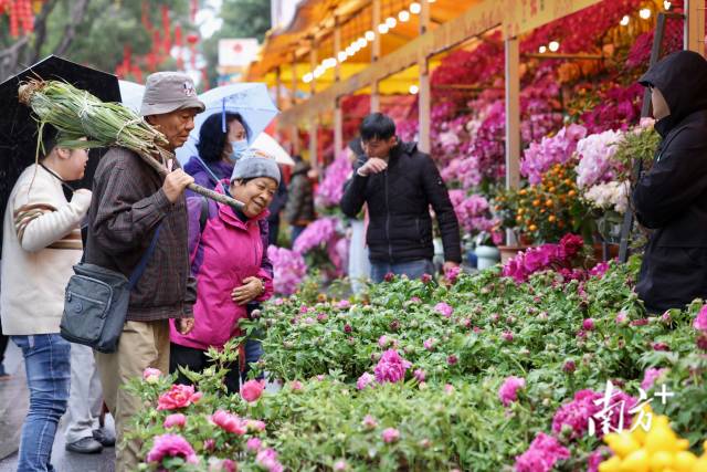 市民在海珠花市挑选年花。