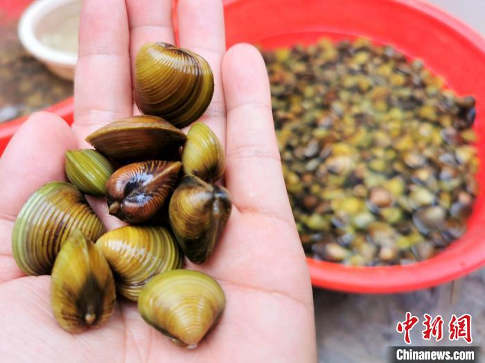 个头饱满的黄沙蚬 李晓春 摄