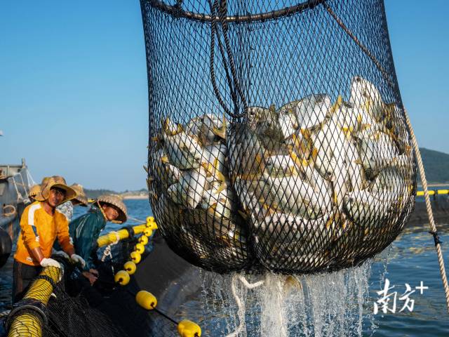 广东茂名，工人们正在打捞重力式网箱中成熟的金鲳鱼。这一批鱼将发往香港市场。张令/摄