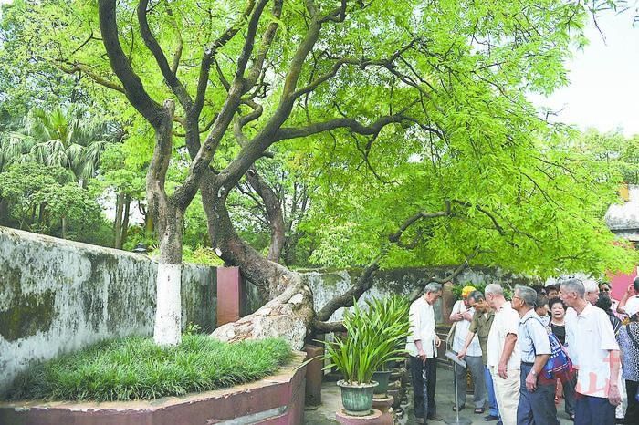 孙中山先生亲手种植的酸子树（资料图片）。中山日报记者 夏升权 摄