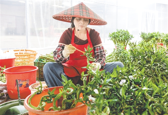 海宴花农独创螺旋弯竹培育技艺,赢得“富贵弯竹靠台山”的行业美誉。 海宴花农独创螺旋弯竹培育技艺,赢得“富贵弯竹靠台山”的行业美誉。