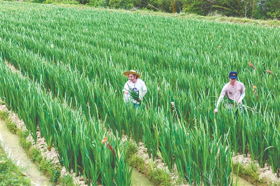 海宴镇全域剑兰花种植面积突破6000亩,主产区为永和村剑兰花种植基地,产值突破1.2亿元。 海宴镇全域剑兰花种植面积突破6000亩,主产区为永和村剑兰花种植基地,产值突破1.2亿元。